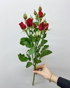 Кустовые розы поштучно за 210 ₽