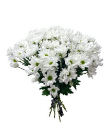 Траурный букет из 16 белых хризантем за 3780 ₽
